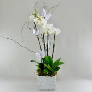 ORQUÍDEA NATURAL DOBLE CON CUATRO VARAS EN MACETA DE MÁRMOL BLANCO