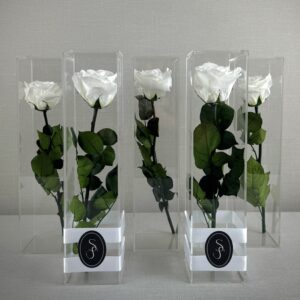 ROSA PRESERVADA CONSSIENTO